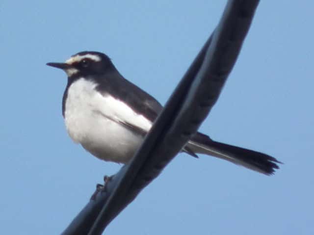 �Z�O���Z�L���C