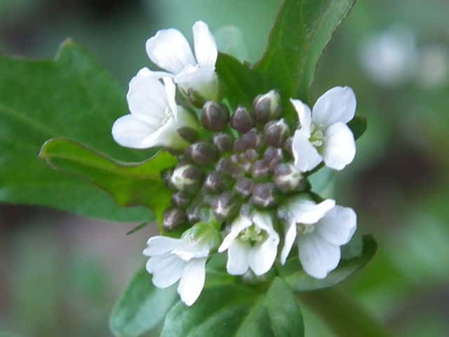 �I�I�o�^�l�c�P�o�i