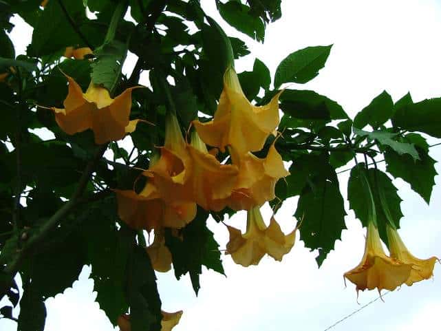 キダチチョウセンアサガオ