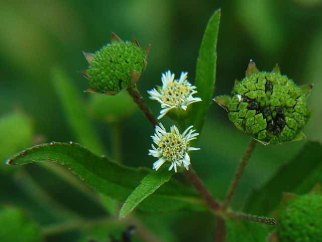 アメリカタカサブロウ