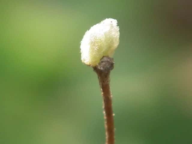 �R�E���{�E�L