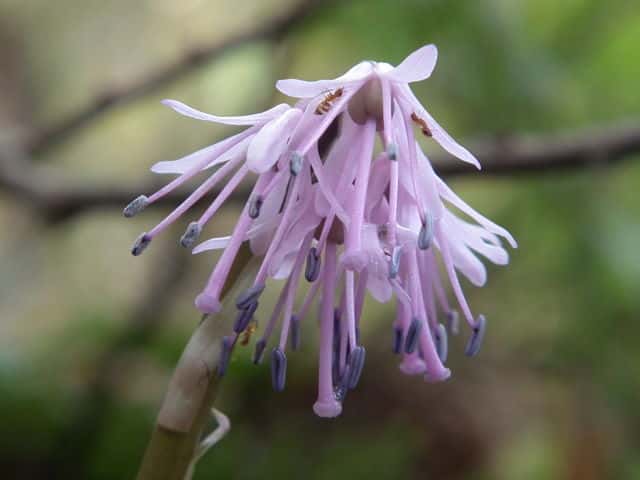 �V���E�W���E�o�J�}