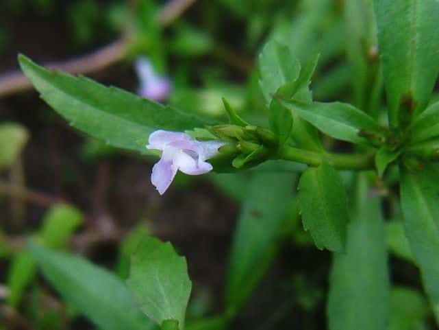 スズメノトウガラシ
