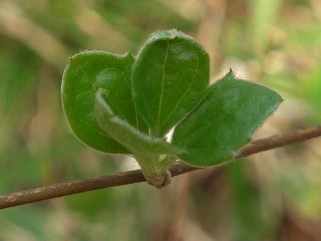 �R�E���{�E�L