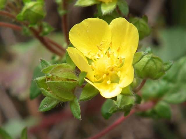 �L�W���V��