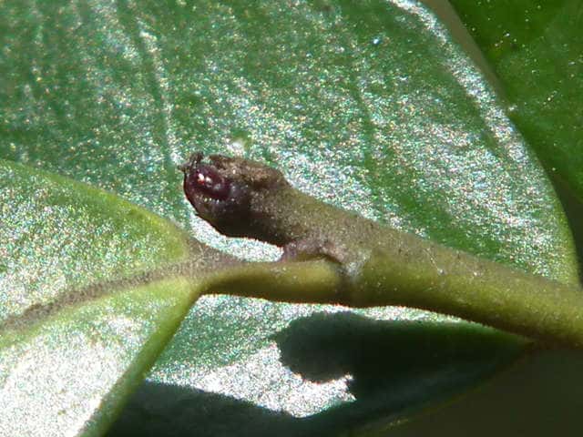 �n�C�C�k�c�Q