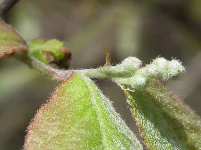 ���^�Q�J�}�c�J