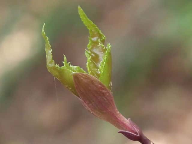 �E���J�G�f