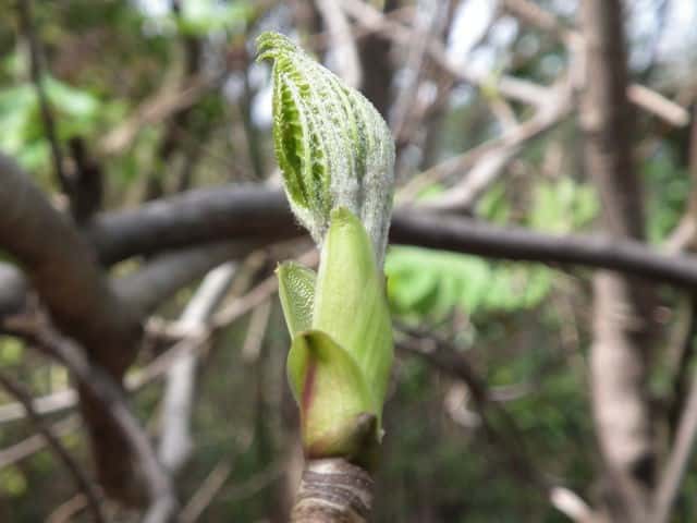 �R�V�A�u��