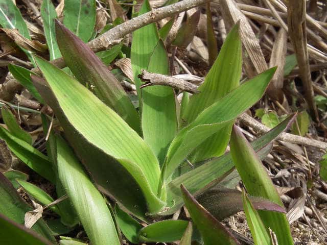 �z�E�L�k�J�L�r