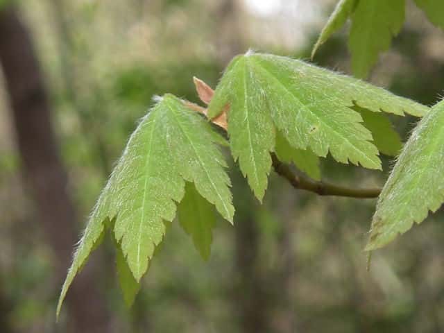 �R�n�E�`���J�G�f