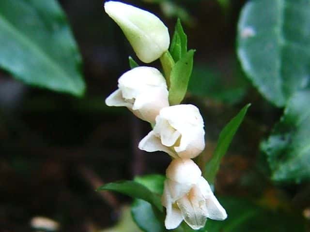 アケボノシュスラン