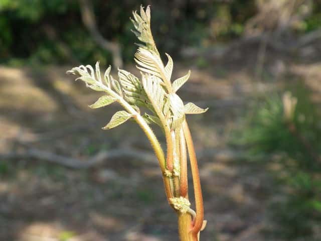 ���}�E���V