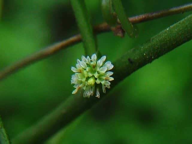 シュウブンソウ