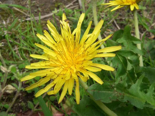 ヤマザトタンポポ