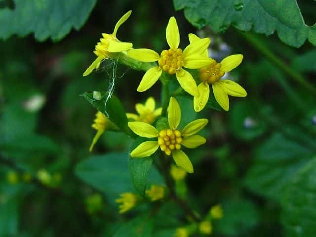 アキノキリンソウ