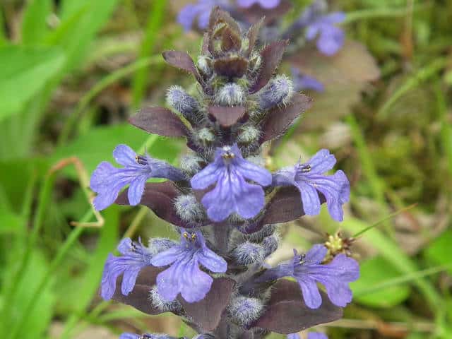 �Z�C���E�W���E�j�q�g�G