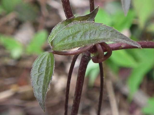 �P�n���V���E�d��