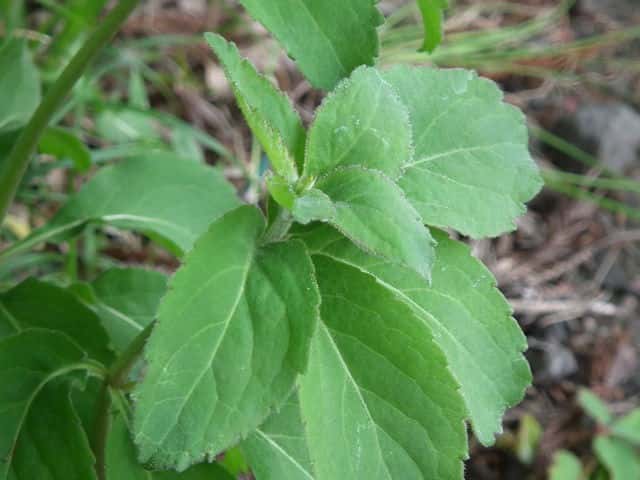 �c���K�l�j���W��