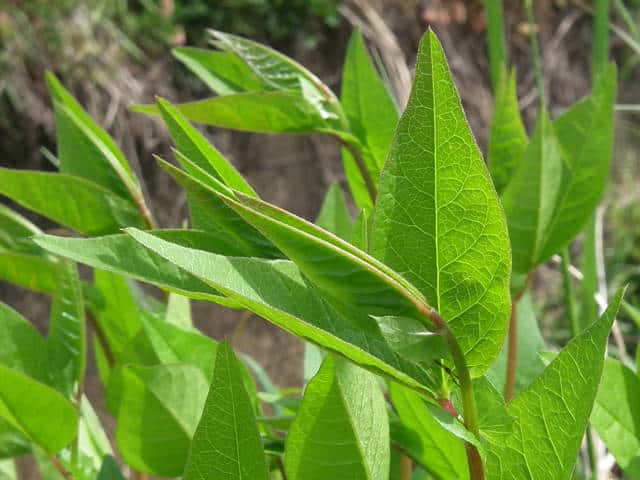 �i���e���n�M