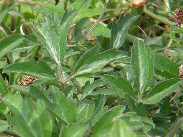 �Z���j���\�E