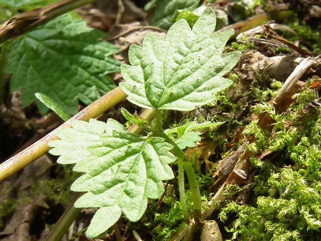 �~���}�C���N�T