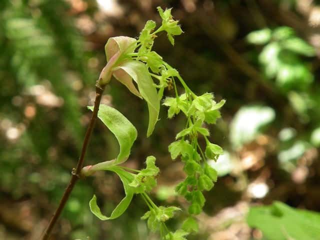 �`�h���m�L