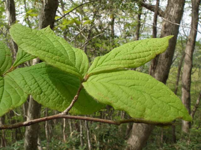 �i�c�c�o�L