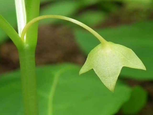 �n�V���h�R��