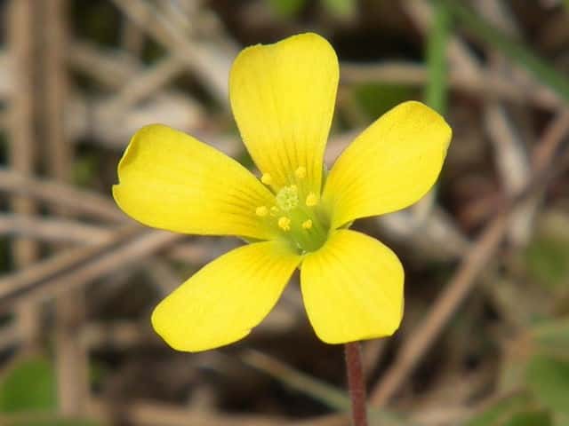 �I�b�^�`�J�^�o�~