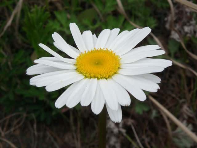 �t�����X�M�N