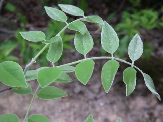 �C�k�G���W��