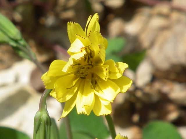 �C���j�K�i