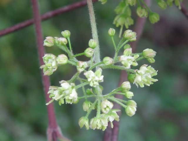 �R�n�E�`���J�G�f