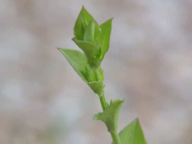 �q�i�L�L���E�\�E