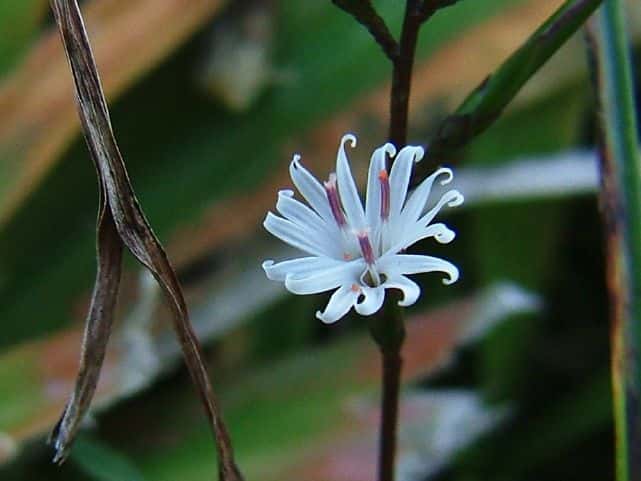 キッコウハグマ