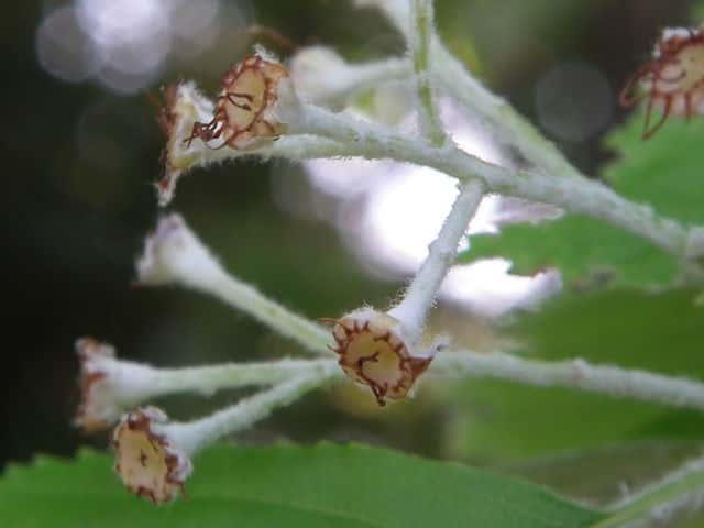 �E���W���m�L