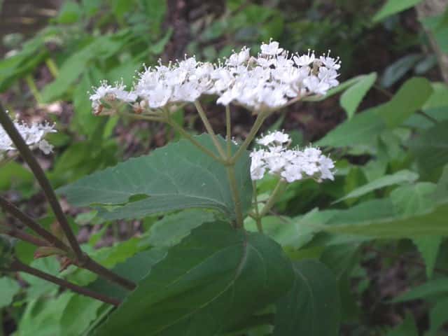 コバノガマズミ