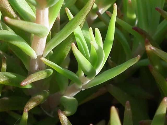 �I�m�}���l���O�T