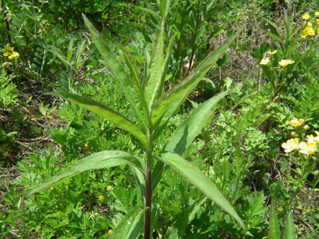 �Z�C�^�J�A���_�`�\�E