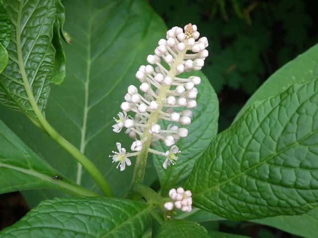 マルミノヤマゴボウ