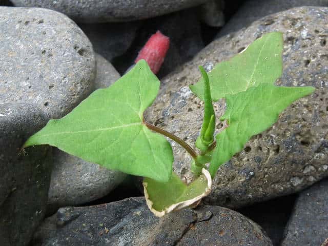 �}�}�R�m�V���k�O�C