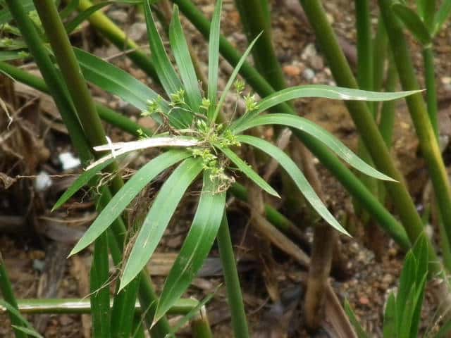 シュロガヤツリ