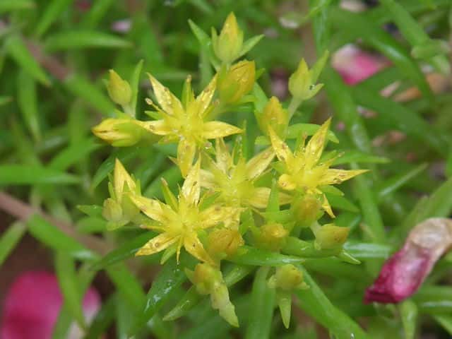 オノマンネングサ