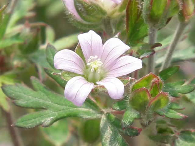 �A�����J�t�E��