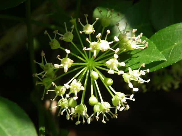 ���}�E�R�M