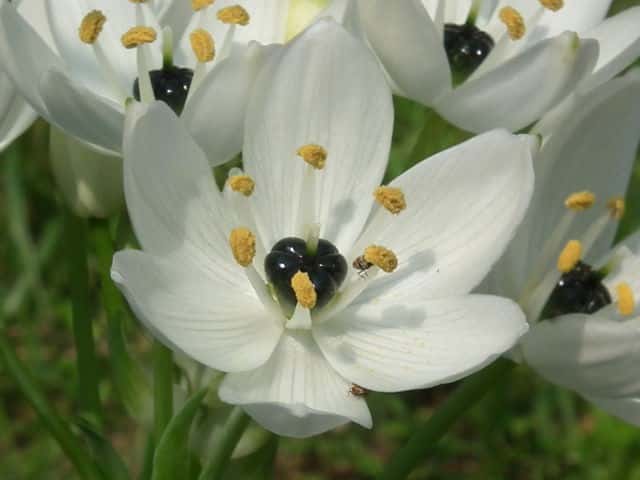 クロボシオオアマナ