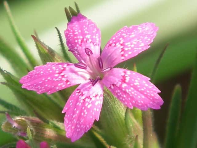 �m�n���i�f�V�R