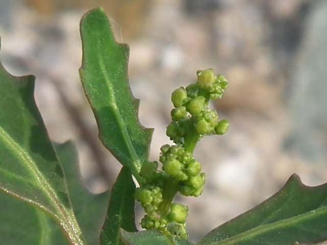 �E���W���A�J�U