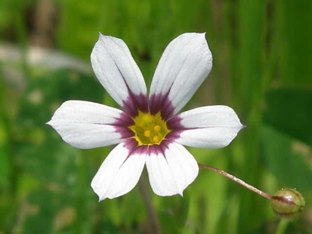 �j���[�L�V���E